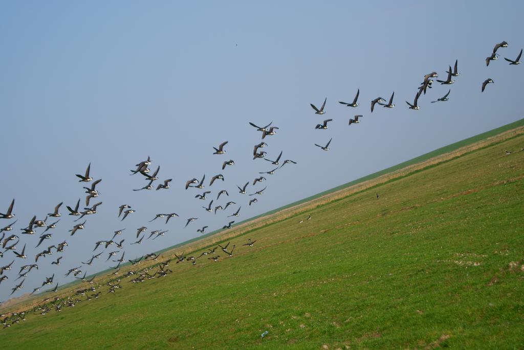 'T Strandhuys En De Vuurtoren, Met Eigen Keuken, Zonnig Terras Nabij Dorp, Duinen En Strand, Incl Verwarmd Binnen Zwembad Hollum  Pokoj fotografie